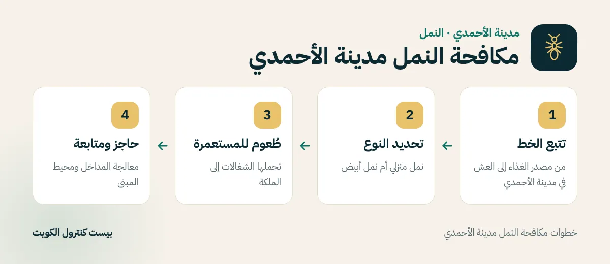 خطوات مكافحة النمل مدينة الأحمدي