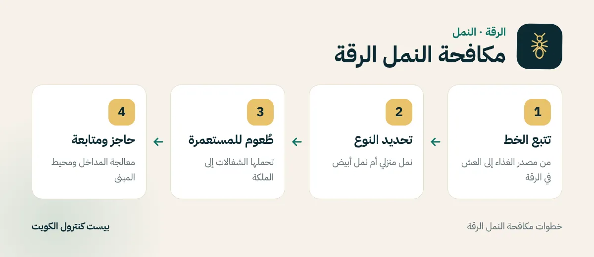 خطوات مكافحة النمل الرقة