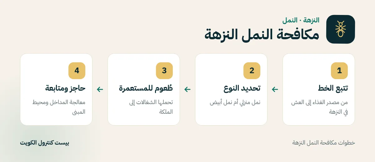 خطوات مكافحة النمل النزهة