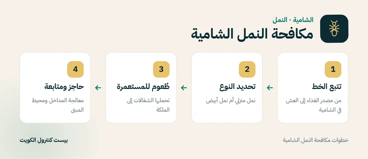 خطوات مكافحة النمل الشامية