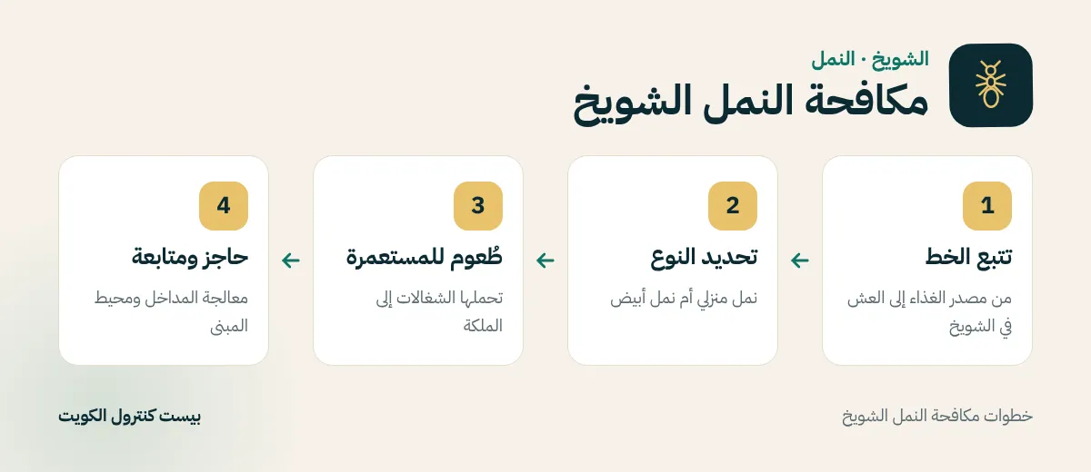 خطوات مكافحة النمل الشويخ