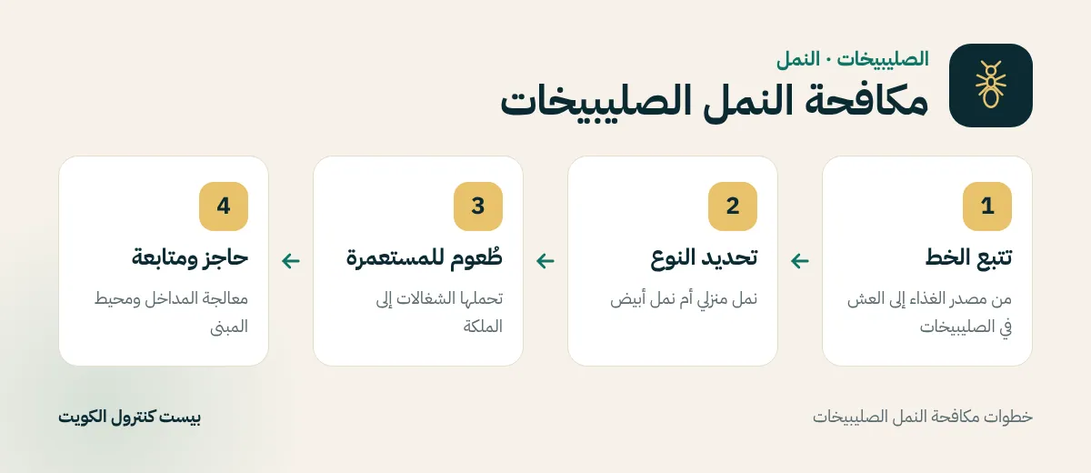 خطوات مكافحة النمل الصليبيخات