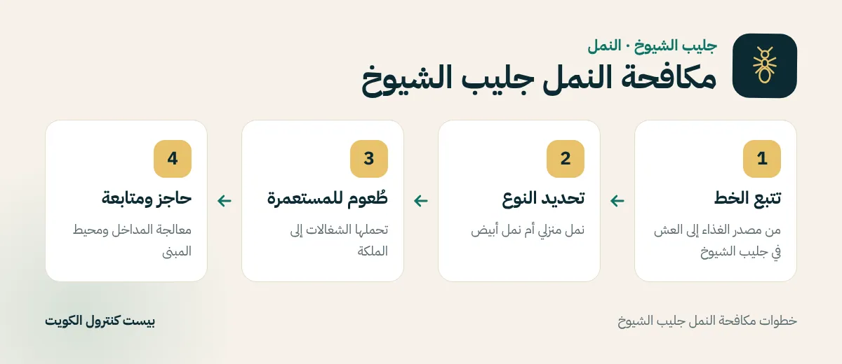 خطوات مكافحة النمل جليب الشيوخ