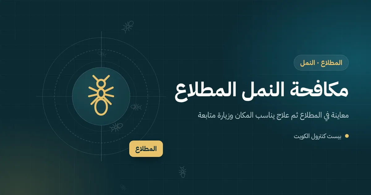 رسم توضيحي لمستعمرة نمل في الرمل خارج سور بيت جديد بالمطلاع تمتد خطوطها نحو باب المطبخ