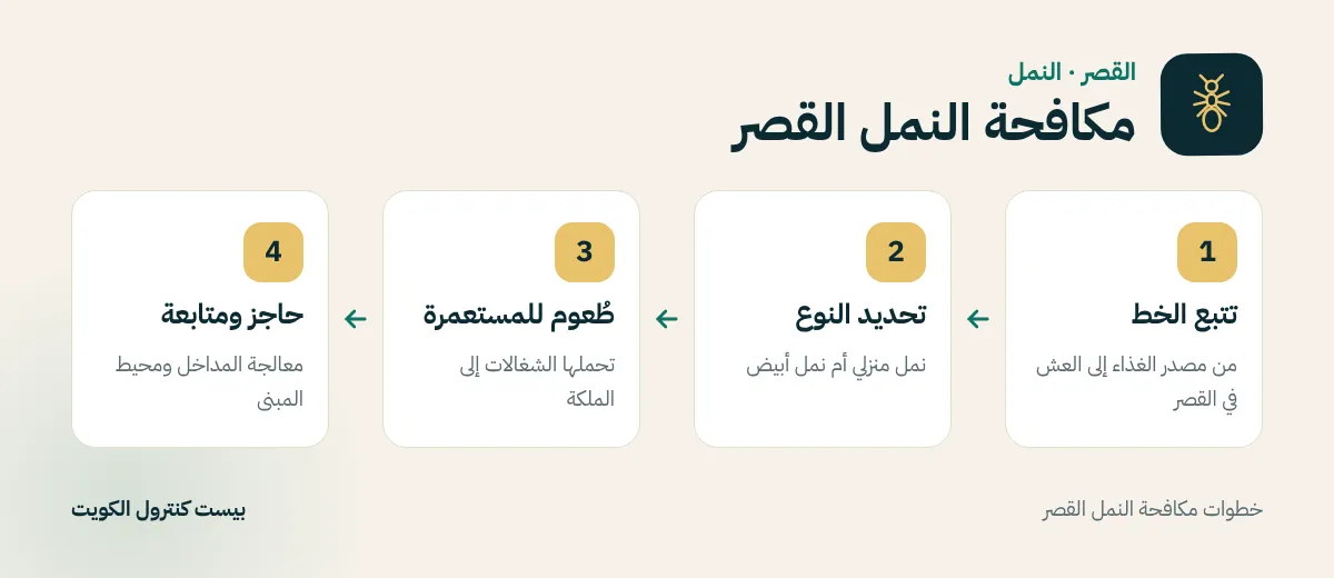خطوات مكافحة النمل القصر