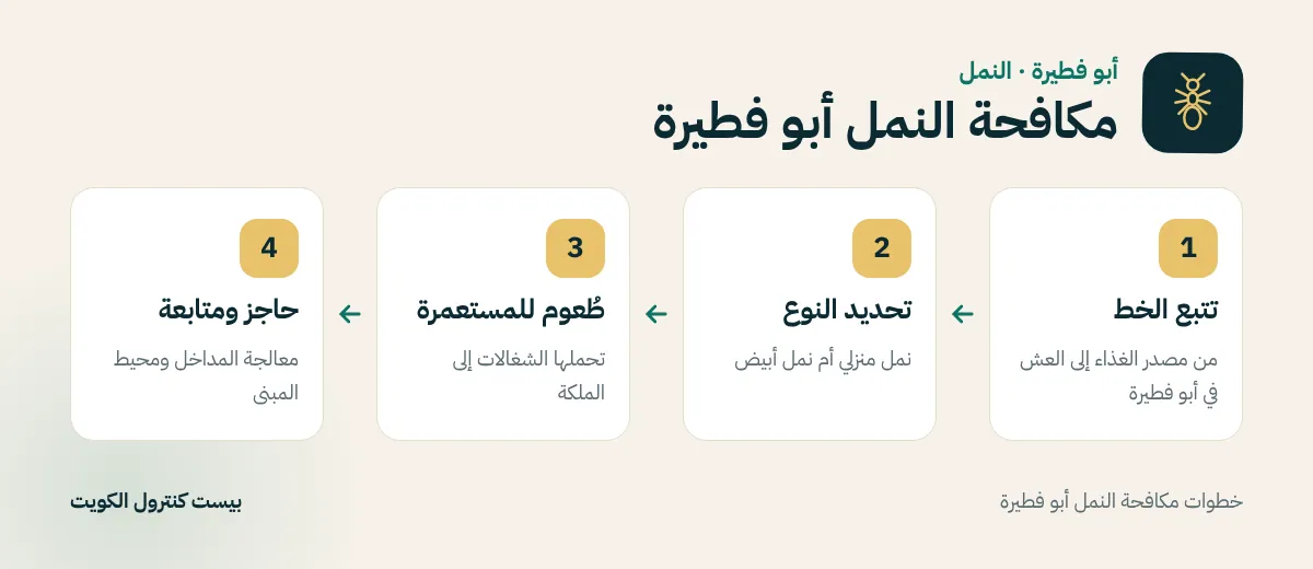 خطوات مكافحة النمل أبو فطيرة