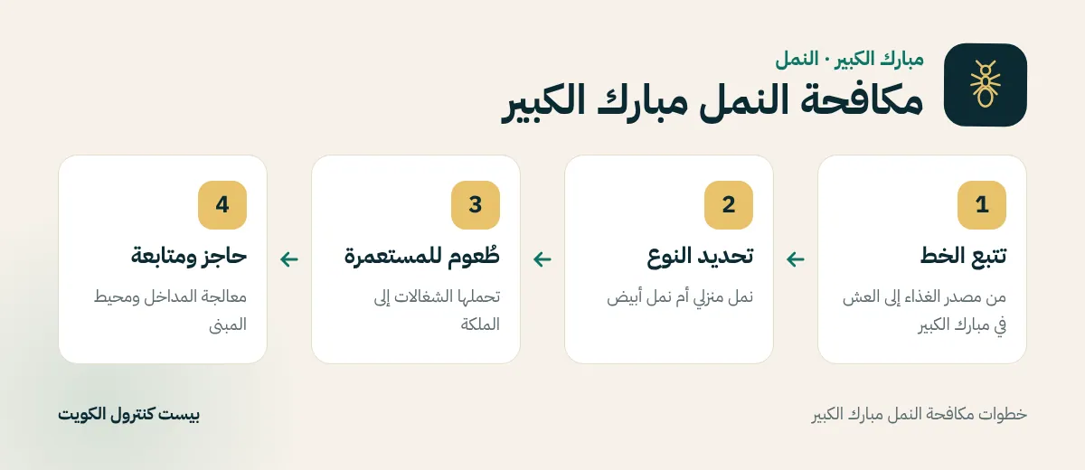 خطوات مكافحة النمل مبارك الكبير