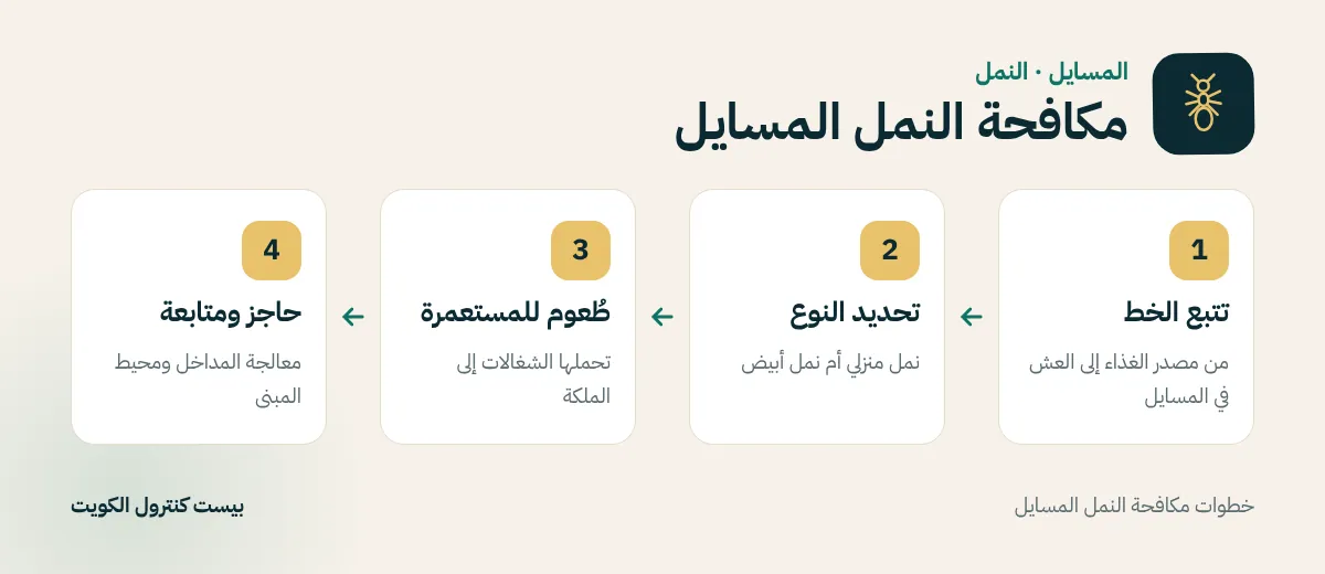خطوات مكافحة النمل المسايل